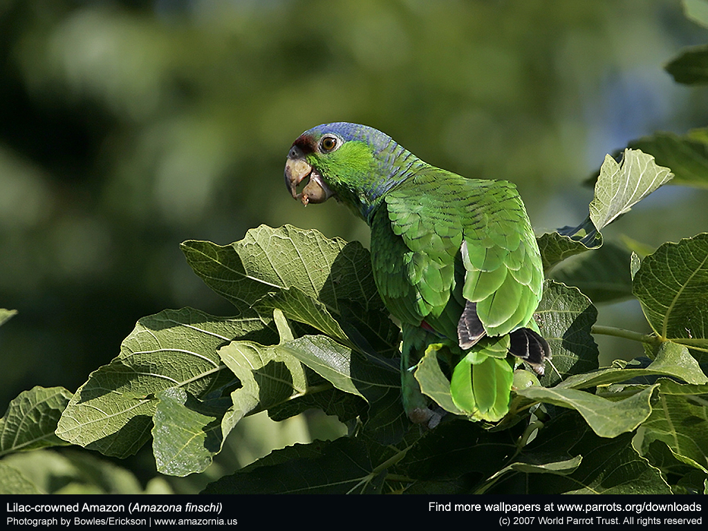 Lilac Crowned Parrot