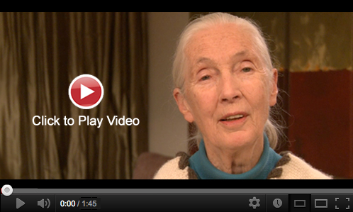 Video: A Special Message from Dr. Jane Goodall