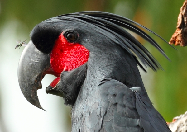 Palm Cockatoo | World Parrot Trust