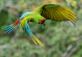 Parrot Encyclopedia | Great Green Macaw | World Parrot Trust