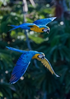 assistent kærlighed modstand Blue-and-yellow Macaw (Ara ararauna) | Parrot Encyclopedia