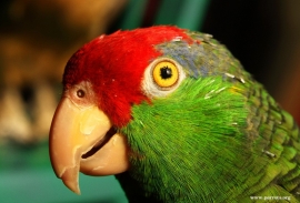 Parrot Encyclopedia | Green-cheeked Amazon | World Parrot Trust