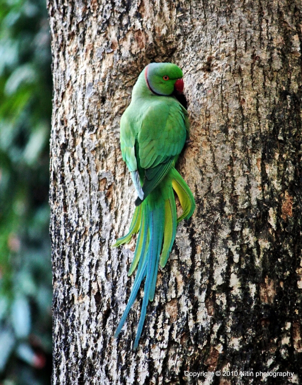 Parrot Encyclopedia | Ringneck Parakeet | World Parrot Trust