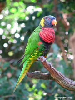 Parrot Encyclopedia | Coconut Lorikeet | World Parrot Trust