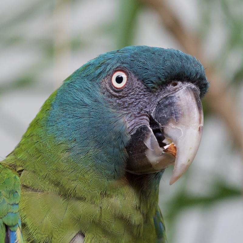 Parrot Encyclopedia | Blue-headed Macaw | World Parrot Trust