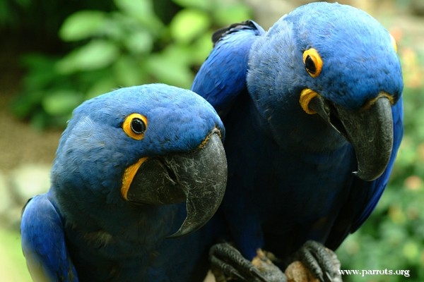 Parrot Encyclopedia | Hyacinth Macaw | World Parrot Trust