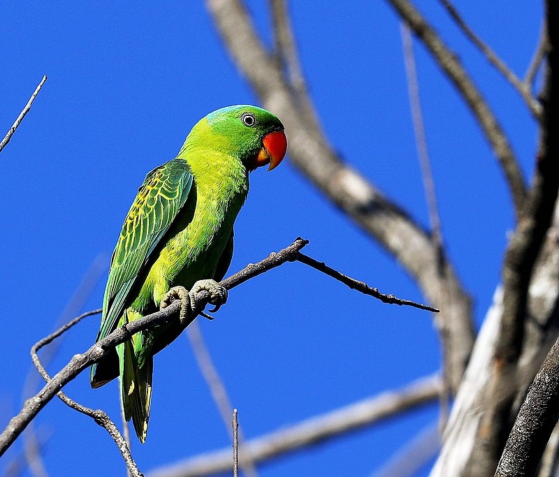 Parrot Encyclopedia | Blue-naped Parrot | World Parrot Trust