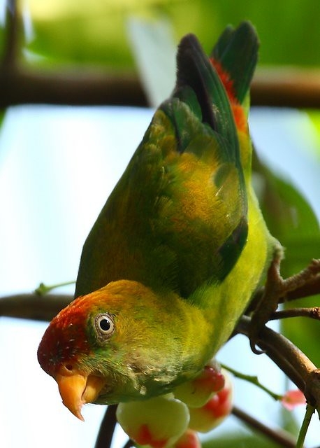 Parrot Encyclopedia Sri Lanka Hanging Parrot World Parrot Trust