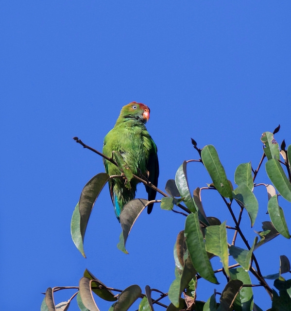 Parrot Encyclopedia | Sri Lanka Hanging Parrot | World Parrot Trust