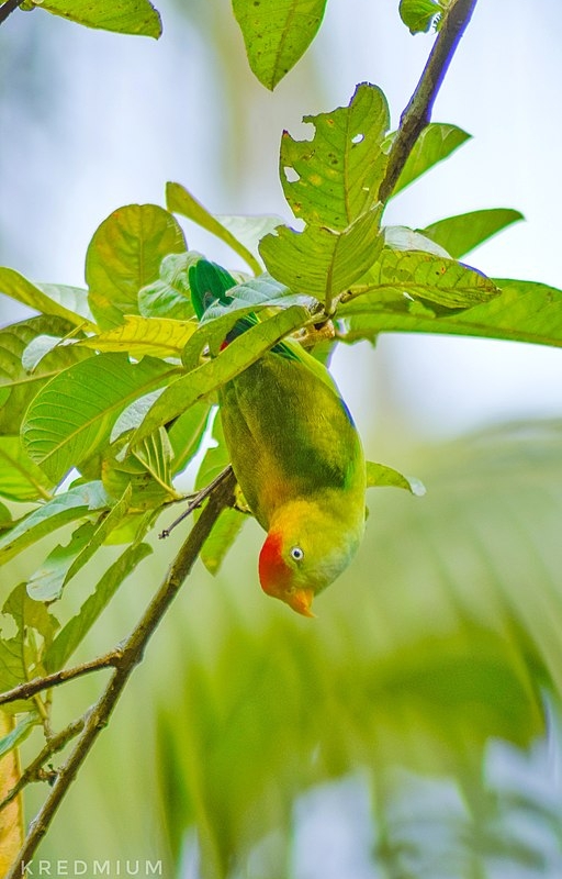 Parrot Encyclopedia Sri Lanka Hanging Parrot World Parrot Trust