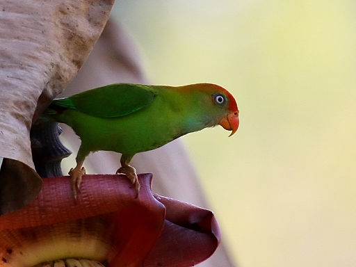 Parrot Encyclopedia Sri Lanka Hanging Parrot World Parrot Trust