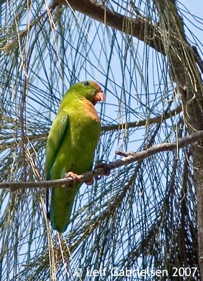 Parrot Encyclopedia | Philippine Hanging Parrot | World Parrot Trust