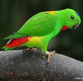 Parrot Encyclopedia | Blue-crowned Hanging Parrot | World Parrot Trust