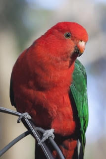 Parrot Encyclopedia 