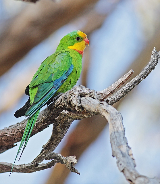 Parrot Encyclopedia | Superb Parrot | World Parrot Trust