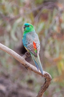 orange red rump parakeet