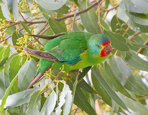 Parrot Encyclopedia | Swift Parrot | World Parrot Trust