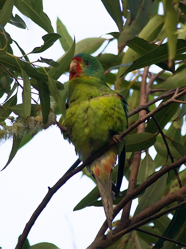 Parrot Encyclopedia | Swift Parrot | World Parrot Trust