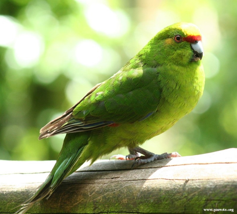 Parrot Encyclopedia | Yellow-fronted Parakeet | World Parrot Trust