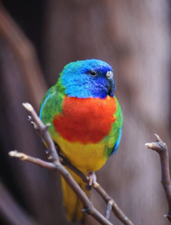 Scarlet-chested Parrot (Neophema splendida)