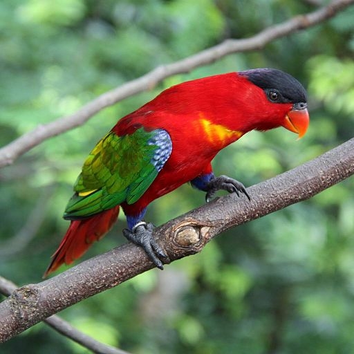 Parrot Encyclopedia | Purple-naped Lory | World Parrot Trust