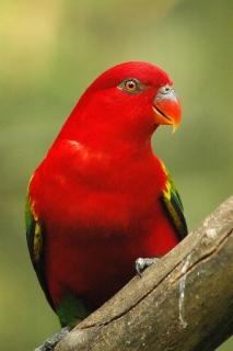 Parrot Encyclopedia | Chattering Lory | World Parrot Trust