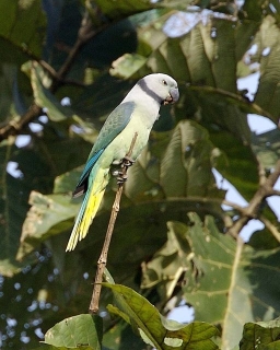 Parrot Encyclopedia | Malabar Parakeet | World Parrot Trust