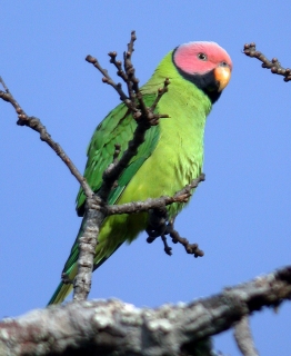 Parrot Encyclopedia | Blossom-headed Parakeet | World Parrot Trust