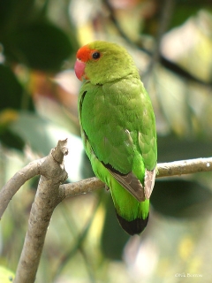 Black-winged Lovebird (Agapornis taranta) | Parrot Encyclopedia