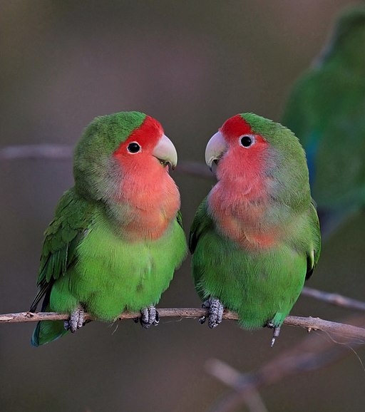 Parrot Encyclopedia Peach Faced Lovebird World Parrot Trust 