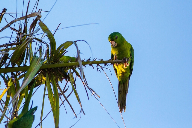 Parrot Encyclopedia | Green Conure | World Parrot Trust