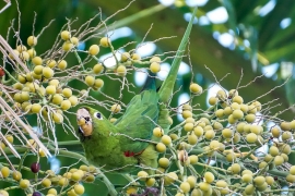 Parrot Encyclopedia | Hispaniolan Conure | World Parrot Trust