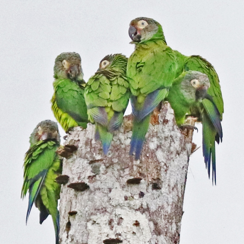 Parrot Encyclopedia | Dusky-headed Conure | World Parrot Trust
