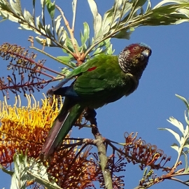 Parrot Encyclopedia | Emma's Conure | World Parrot Trust