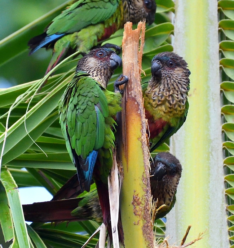 Parrot Encyclopedia | Madeira Conure | World Parrot Trust