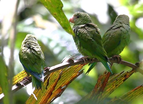 Parrot Encyclopedia | Cobalt-winged Parakeet | World Parrot Trust