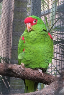 Red-spectacled (Amazona pretrei) | Parrot Encyclopedia