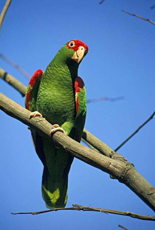 Parrot Encyclopedia | Red-spectacled Amazon | World Trust