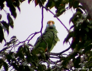 Parrot Encyclopedia | Blue-cheeked Amazon | World Parrot Trust