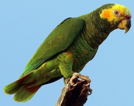 Parrot Encyclopedia | Yellow-faced Parrot | World Parrot Trust