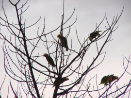 Parrot Encyclopedia | Yellow-faced Parrot | World Parrot Trust