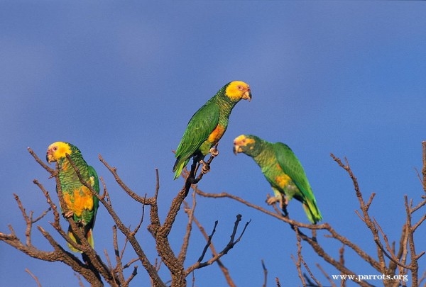 Parrot Encyclopedia | Yellow-faced Parrot | World Parrot Trust
