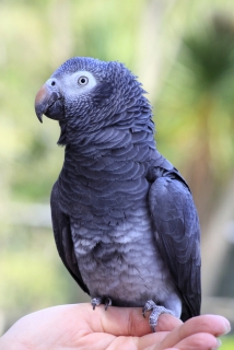 Timneh Parrot (psittacus Timneh) 