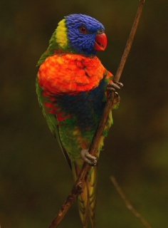 Parrot Encyclopedia | Rainbow Lorikeet | World Parrot Trust