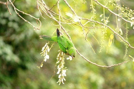 Parrot Encyclopedia | Aztec Conure | World Parrot Trust