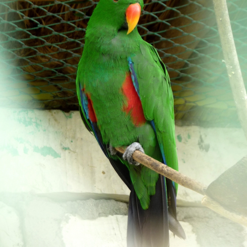 Sumba Eclectus | World Parrot Trust