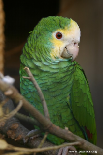 Yellow-shouldered Amazon | World Parrot Trust