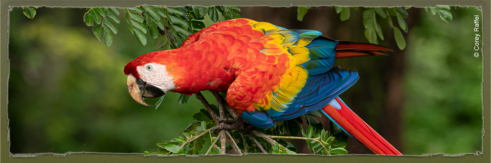 Scarlet Macaw (c) Corey Raffel