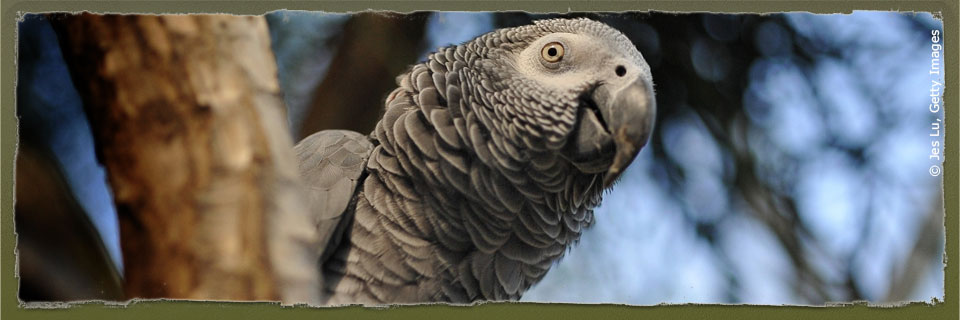 Grey Parrot (c) Jes Lu via Getty Images