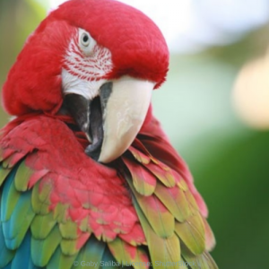 Macaw Parrot Resources – World Parrot Trust WP